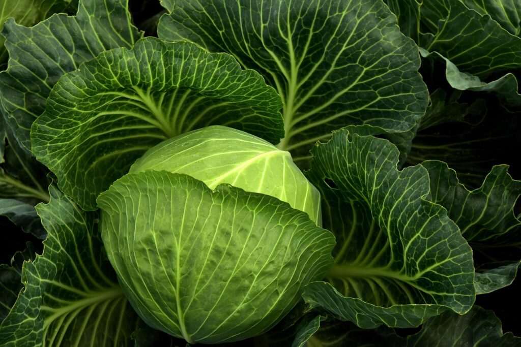cabbage, cultivation, vegetables, healthy, nature, cabbage field, green, food, agriculture, leaves, fresh