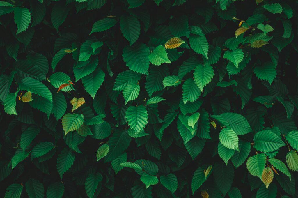 Close-up of vibrant green elm leaves in natural light, creating a serene and leafy texture.